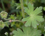 Dovefoot geranium